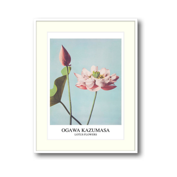 lotus-ogawa-kazumasa