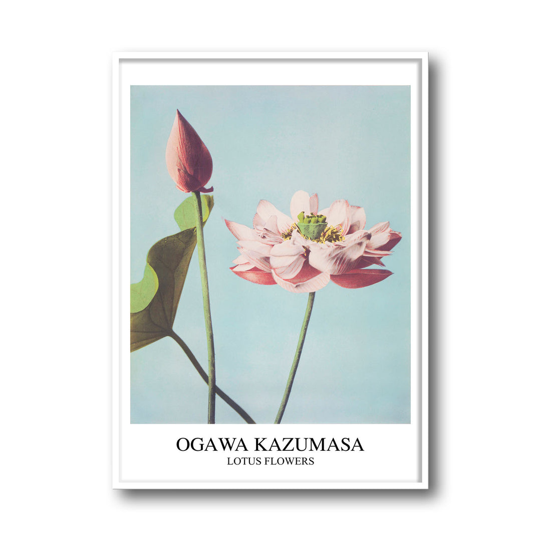 lotus-ogawa-kazumasa