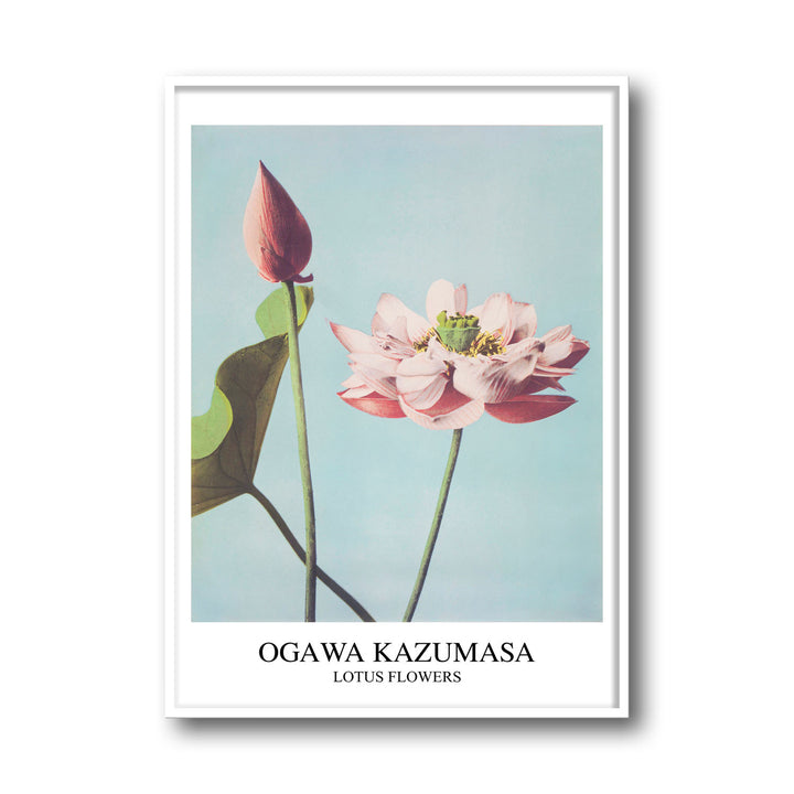 lotus-ogawa-kazumasa