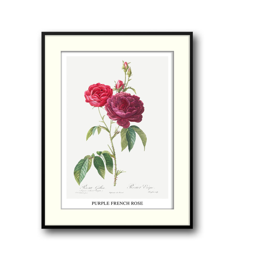 purple-french-rose-pierre-joseph-redoute