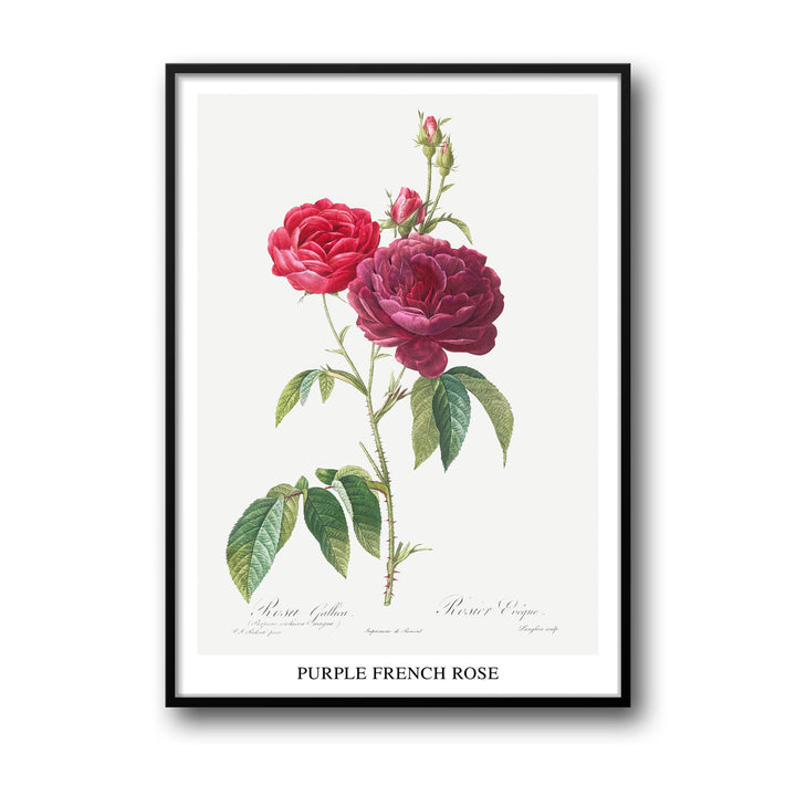 purple-french-rose-pierre-joseph-redoute