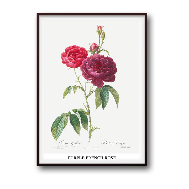 purple-french-rose-pierre-joseph-redoute