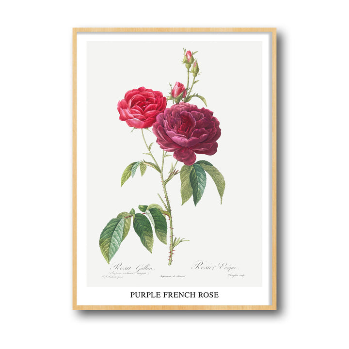 purple-french-rose-pierre-joseph-redoute
