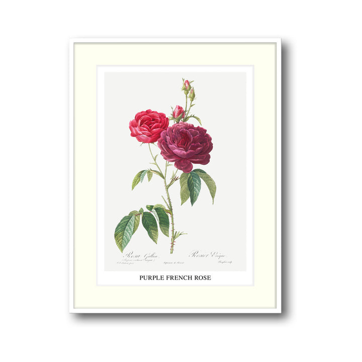 purple-french-rose-pierre-joseph-redoute