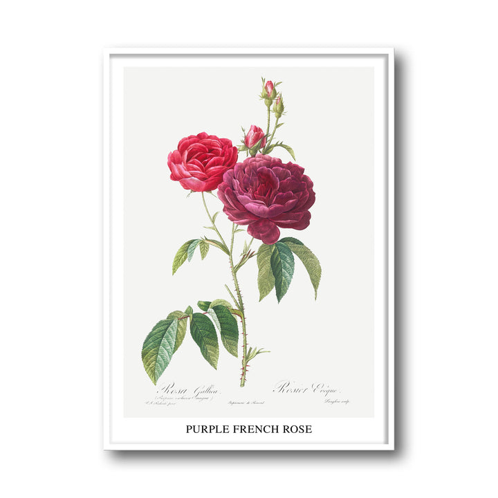 purple-french-rose-pierre-joseph-redoute