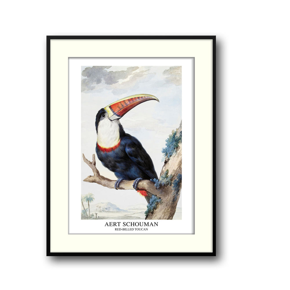 red-billed-toucan-1748-aert-schouman