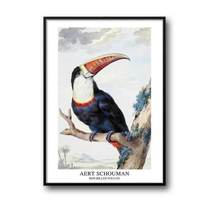 red-billed-toucan-1748-aert-schouman