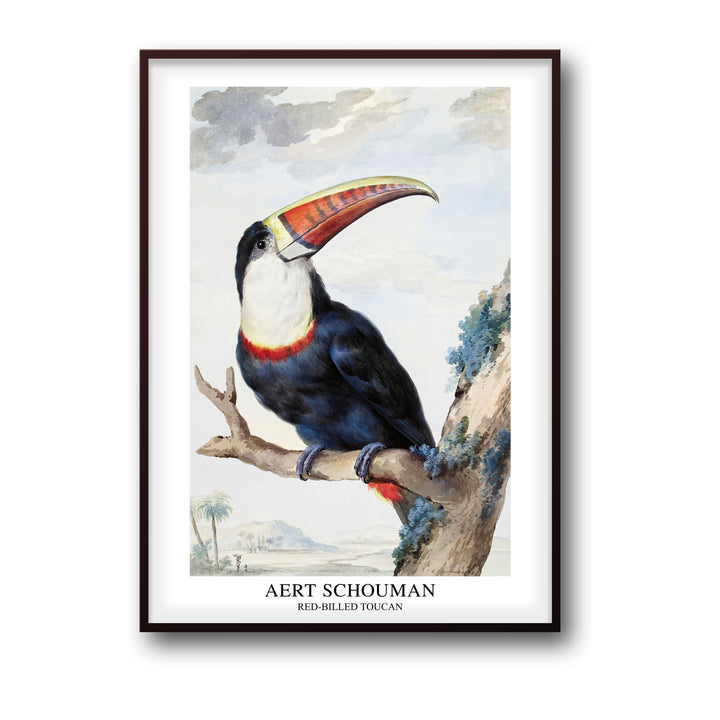 red-billed-toucan-1748-aert-schouman