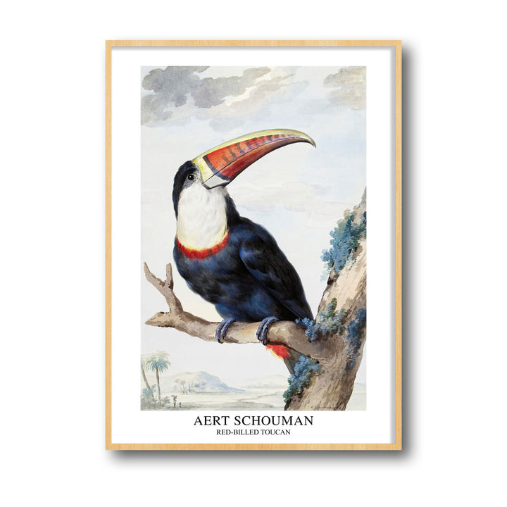 red-billed-toucan-1748-aert-schouman