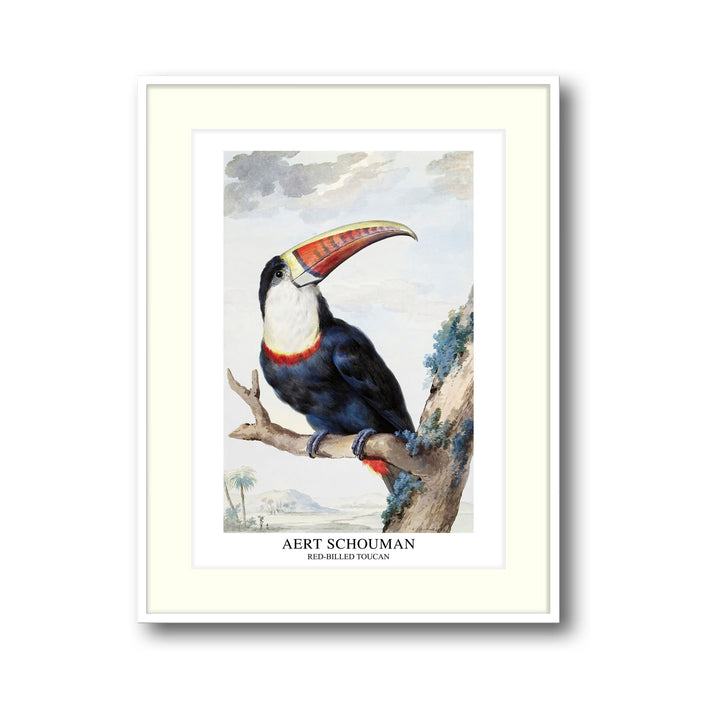 red-billed-toucan-1748-aert-schouman