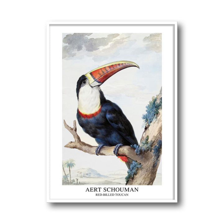 red-billed-toucan-1748-aert-schouman