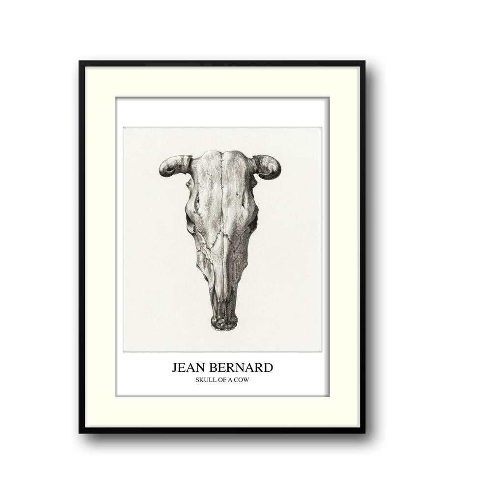 skull-of-a-cow-seen-from-above-jean-bernard