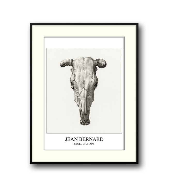 skull-of-a-cow-seen-from-above-jean-bernard