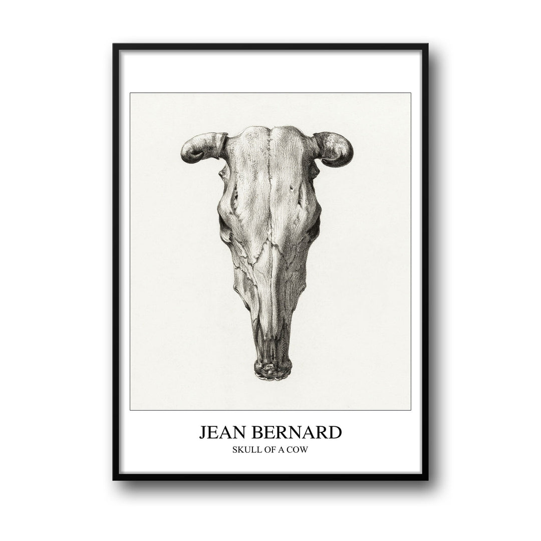 skull-of-a-cow-seen-from-above-jean-bernard