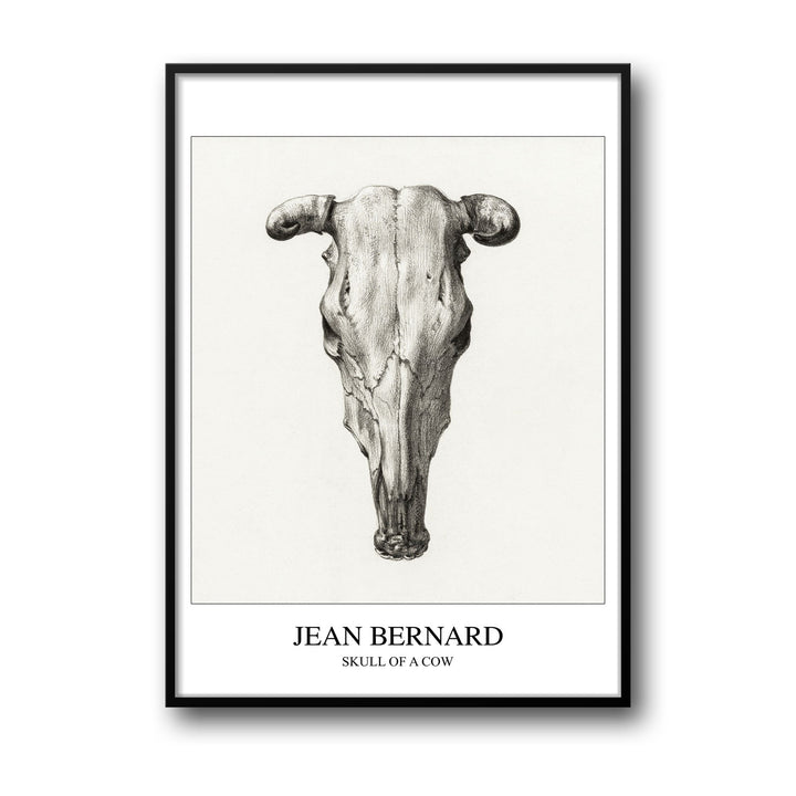 skull-of-a-cow-seen-from-above-jean-bernard