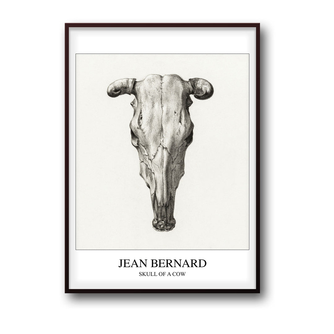 skull-of-a-cow-seen-from-above-jean-bernard