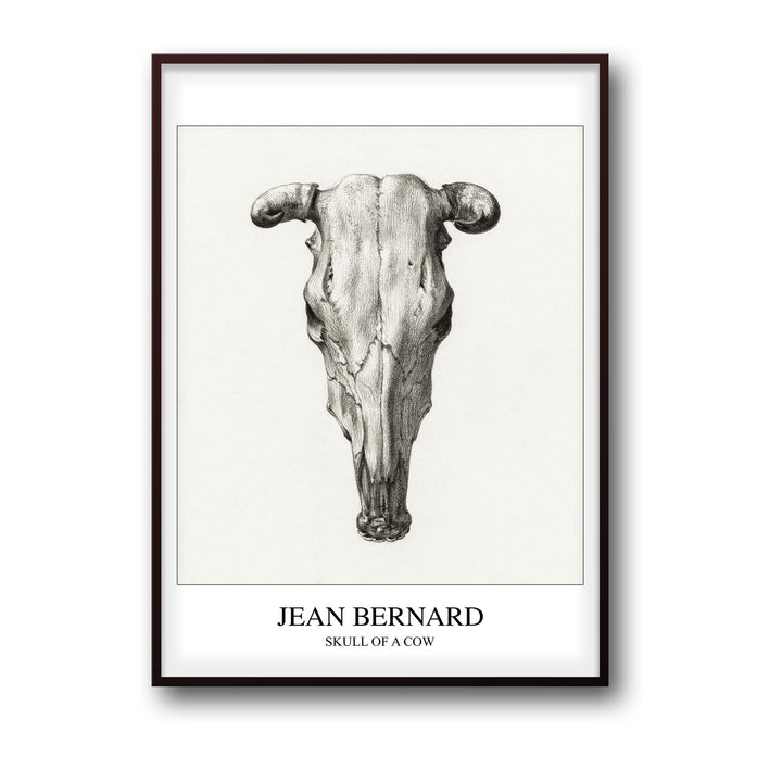 skull-of-a-cow-seen-from-above-jean-bernard