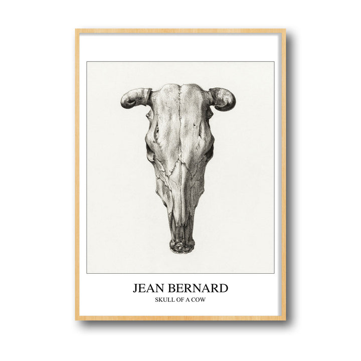 skull-of-a-cow-seen-from-above-jean-bernard