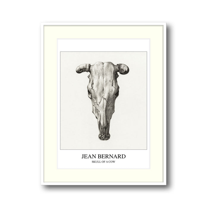 skull-of-a-cow-seen-from-above-jean-bernard