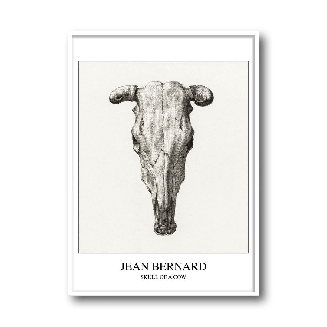 skull-of-a-cow-seen-from-above-jean-bernard