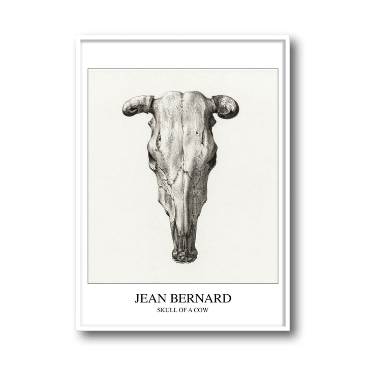 skull-of-a-cow-seen-from-above-jean-bernard