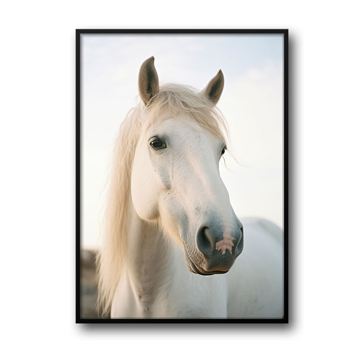 white-horse